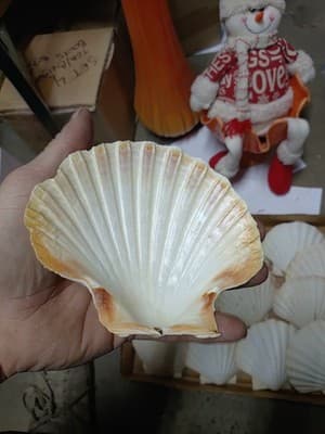 14 PC Large Great Scallop Sea Shells, Irish Baking Shells, 3.5Inch ~ 4 Inches - Thumbnail 5