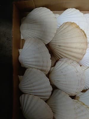 14 PC Large Great Scallop Sea Shells, Irish Baking Shells, 3.5Inch ~ 4 Inches - Thumbnail 4