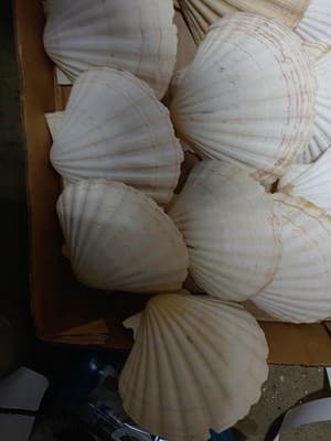 14 PC Large Great Scallop Sea Shells, Irish Baking Shells, 3.5Inch ~ 4 Inches - Thumbnail 3