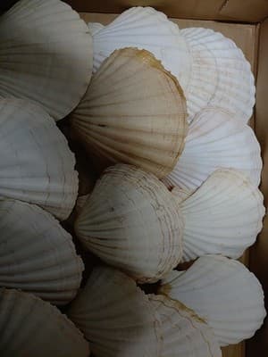 14 PC Large Great Scallop Sea Shells, Irish Baking Shells, 3.5Inch ~ 4 Inches - Thumbnail 2