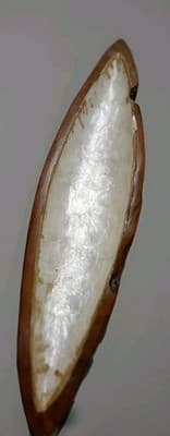 Large 21" Handcrafted Javanese Teak Root "Canoe" Bowl with Natural Bone Inlay – - Thumbnail 2