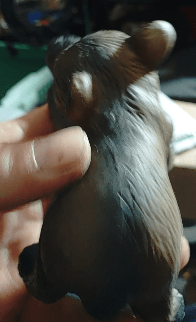 Vintage GOT Bear Figurine Small Animal Figurine - Thumbnail 3