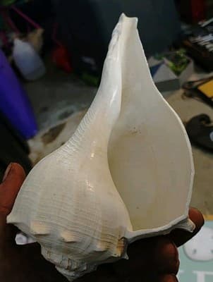 Lot Of 6 Decorative Wall Hangings And Display Shells- All Go Great/ Beach Theme - Thumbnail 13