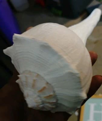 Lot Of 6 Decorative Wall Hangings And Display Shells- All Go Great/ Beach Theme - Thumbnail 12