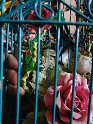 Vintage Small Decorative Bird Cage. Cage Only - Thumbnail 3