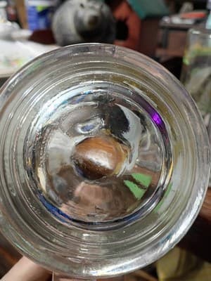 Vintage Schmidt Beer Wildlife Collector Series Glass Mugs - Bald Eagle & Walleye - Thumbnail 7