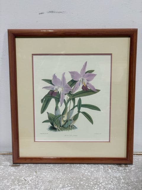 "Laelia Gouldiana" Framed Floral Print - Image 1