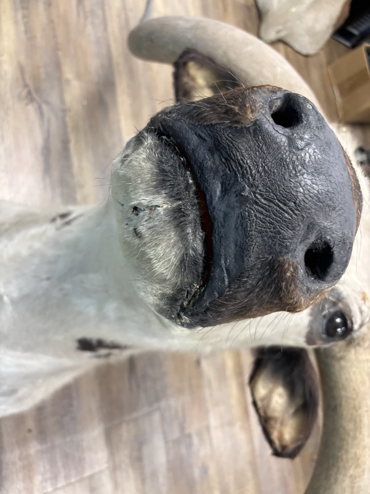 Ankole Watusi Longhorn Taxidermy Shoulder Head Mount - Thumbnail 9