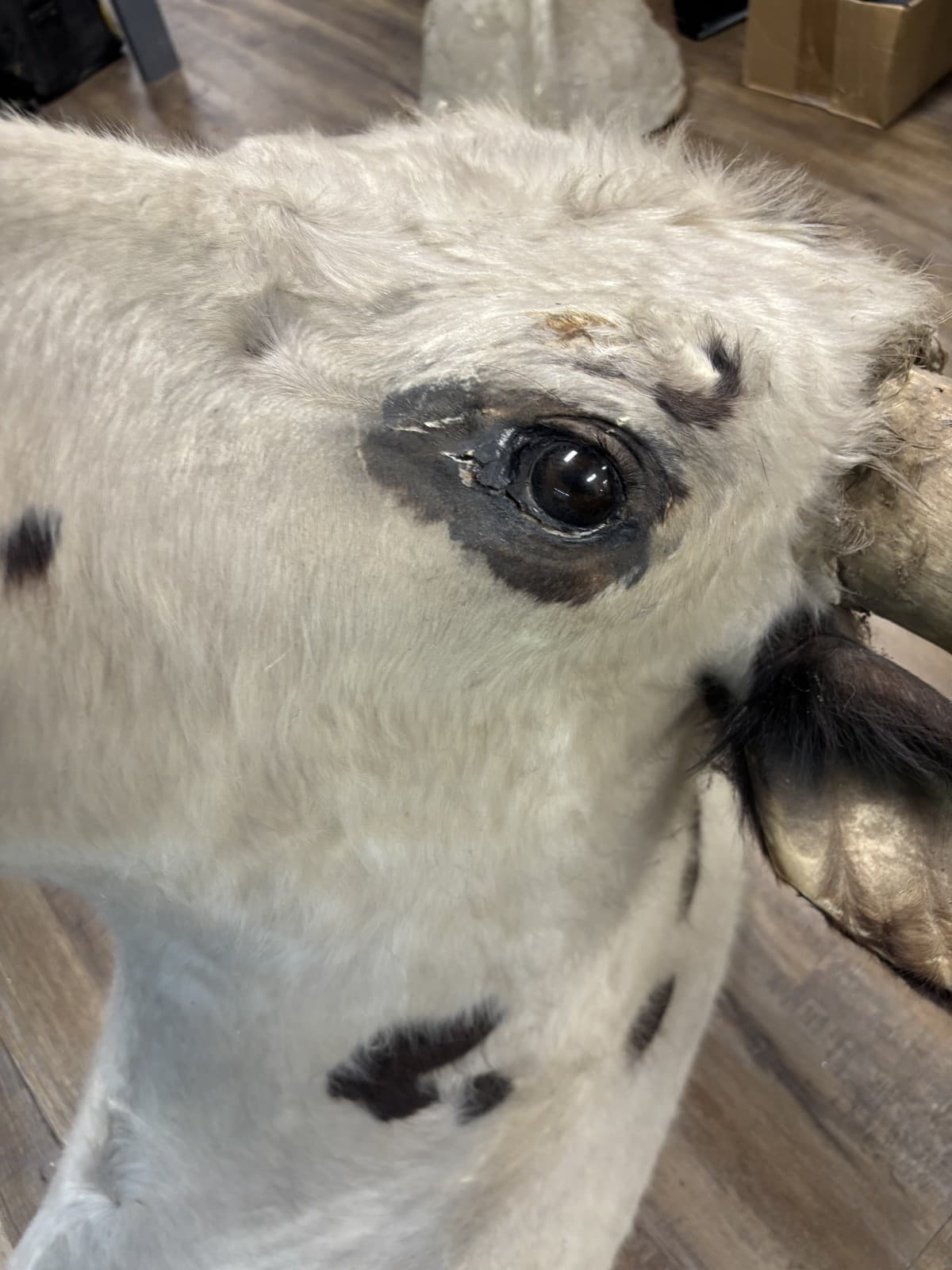 Ankole Watusi Longhorn Taxidermy Shoulder Head Mount - Thumbnail 10