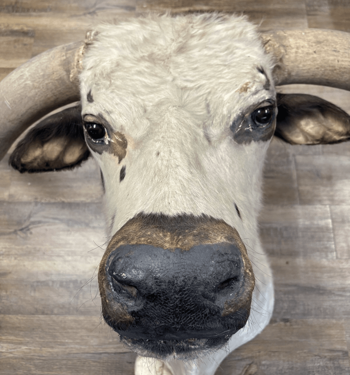 Ankole Watusi Longhorn Taxidermy Shoulder Head Mount - Thumbnail 7