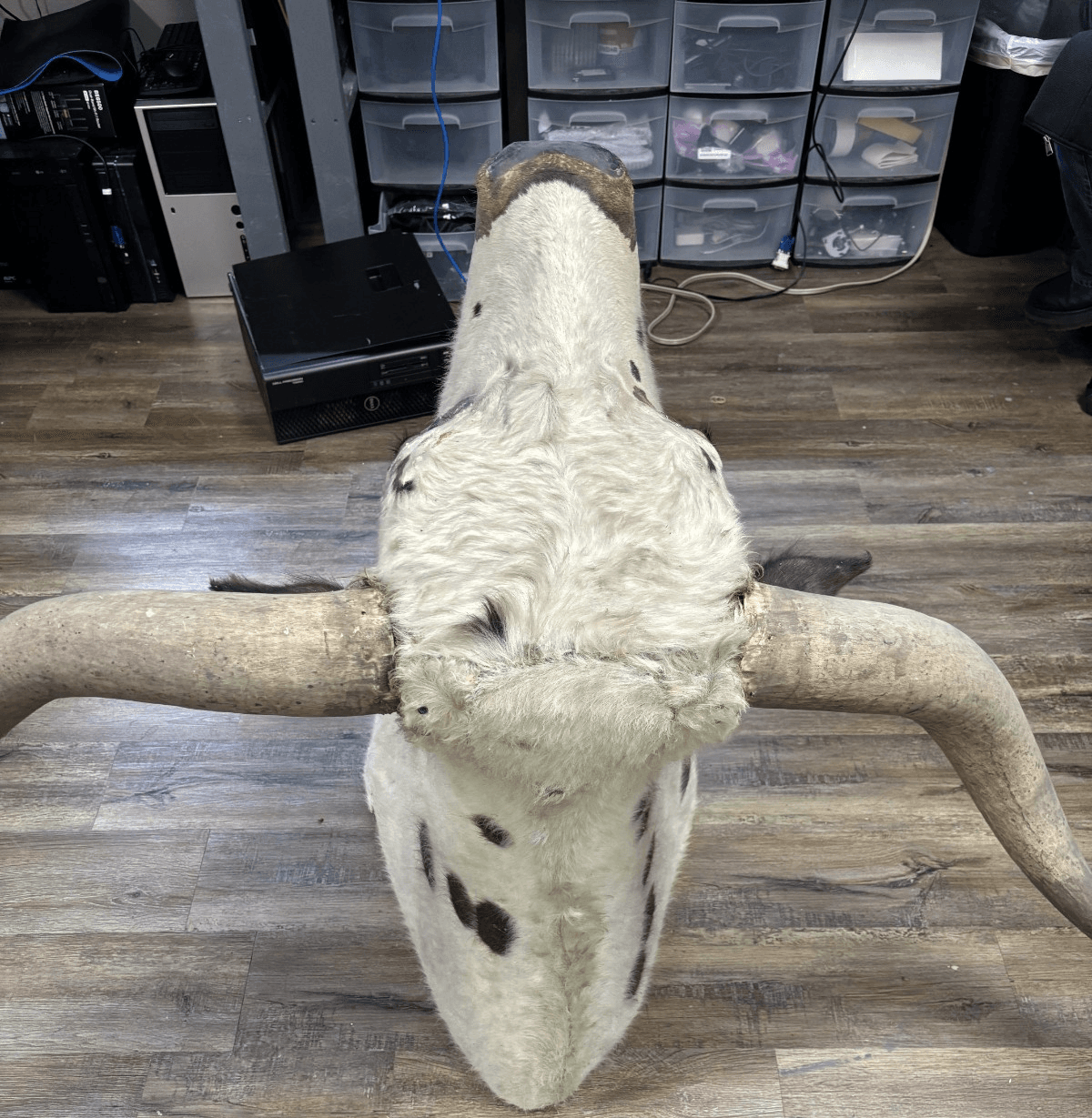 Ankole Watusi Longhorn Taxidermy Shoulder Head Mount - Thumbnail 2