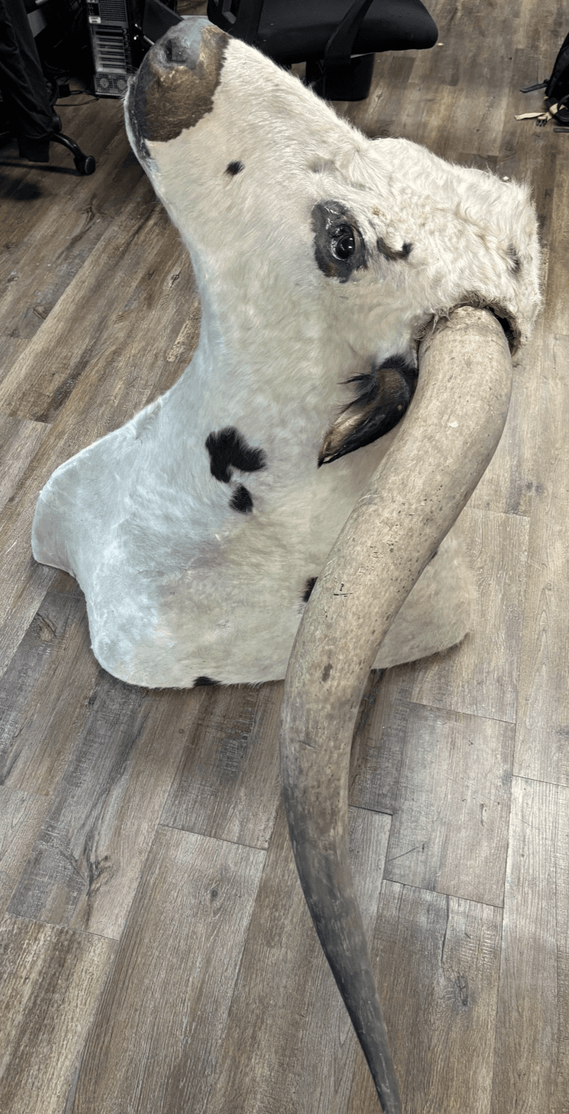 Ankole Watusi Longhorn Taxidermy Shoulder Head Mount - Thumbnail 4