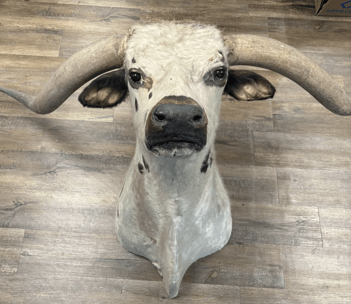 Ankole Watusi Longhorn Taxidermy Shoulder Head Mount - Image 1