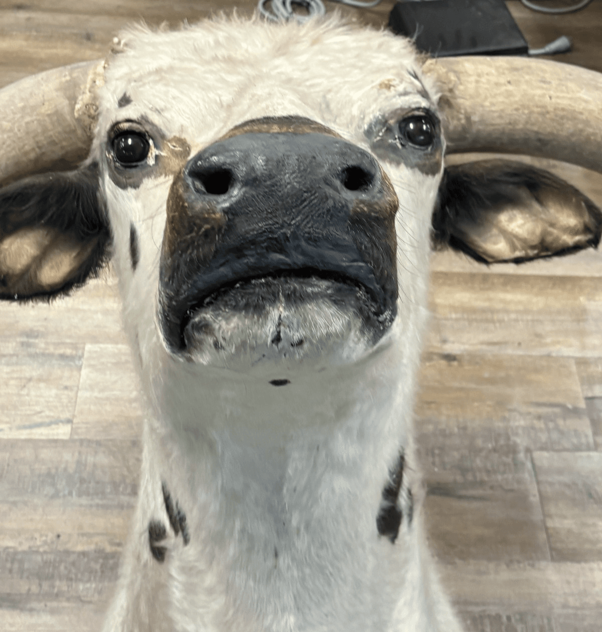 Ankole Watusi Longhorn Taxidermy Shoulder Head Mount - Thumbnail 8