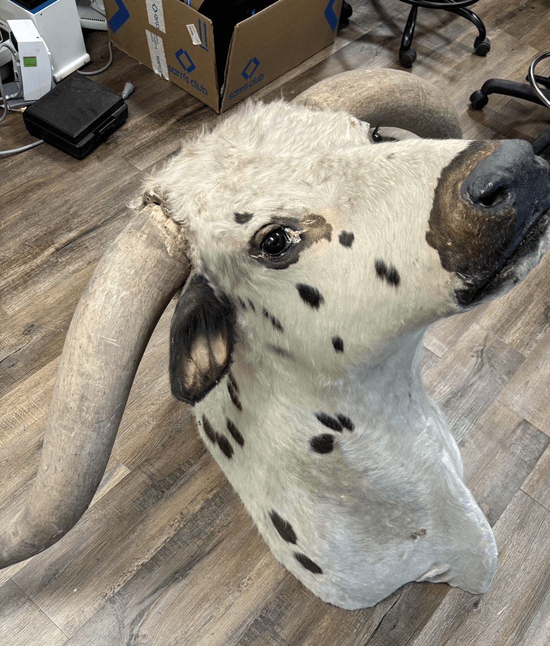 Ankole Watusi Longhorn Taxidermy Shoulder Head Mount - Thumbnail 5