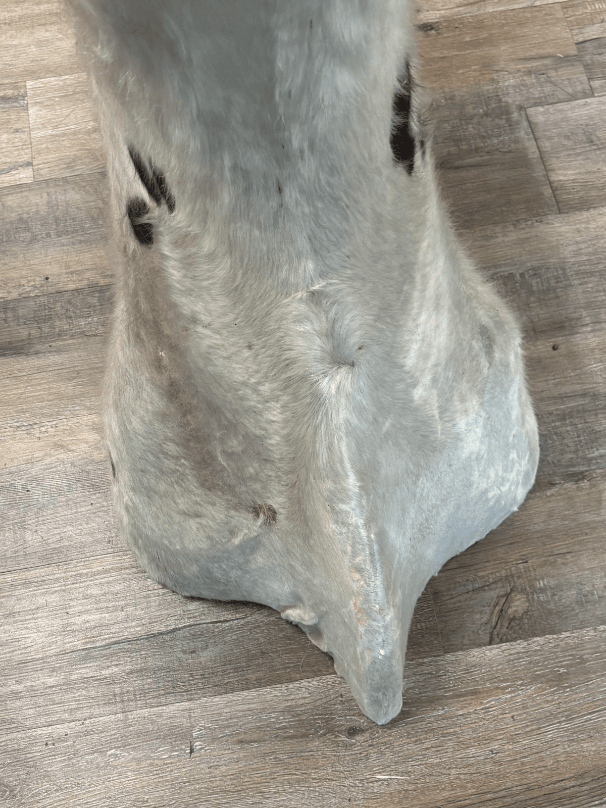 Ankole Watusi Longhorn Taxidermy Shoulder Head Mount - Thumbnail 6