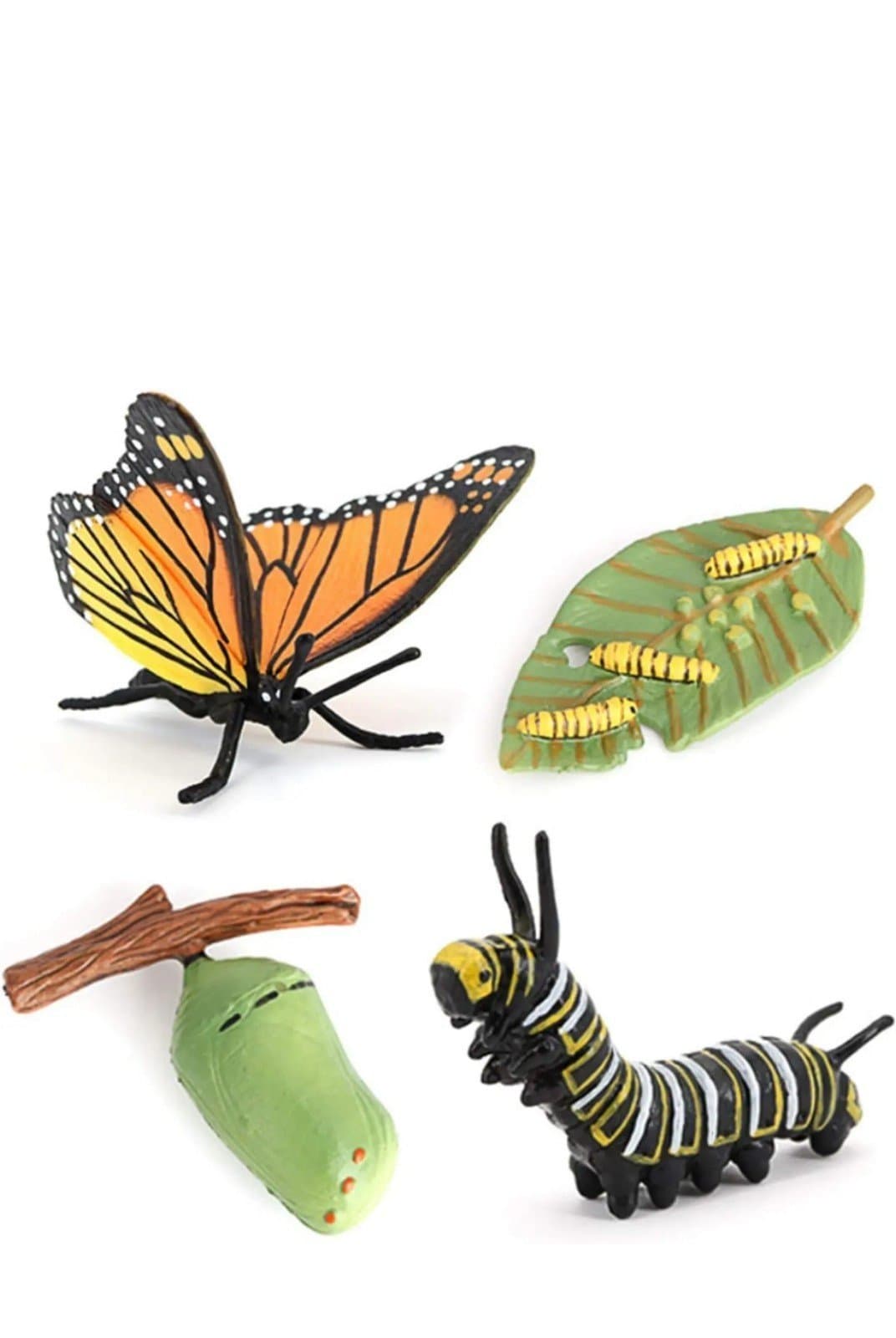 Butterfly Growth Cycle Biological Model - Image 1