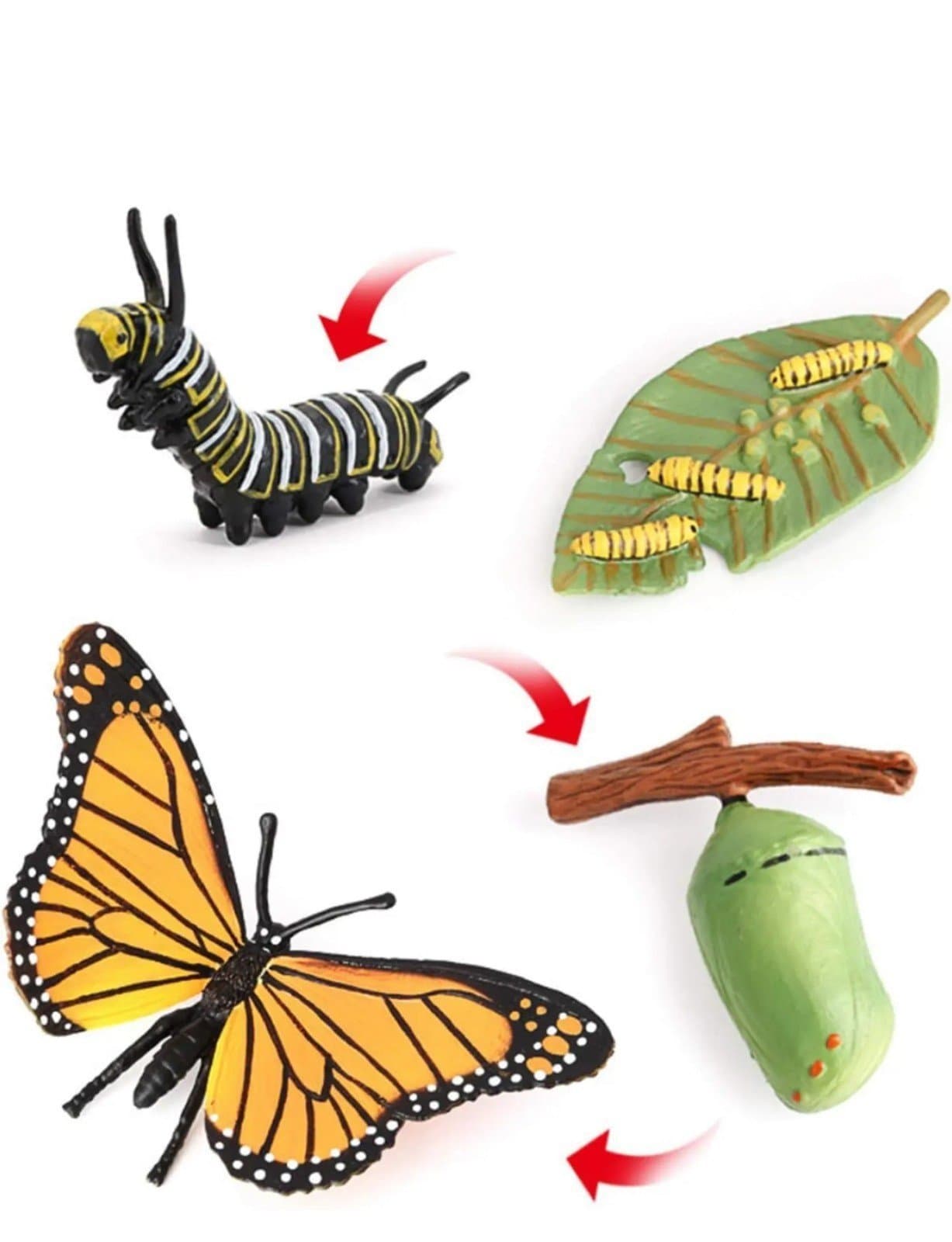 Butterfly Growth Cycle Biological Model - Thumbnail 3
