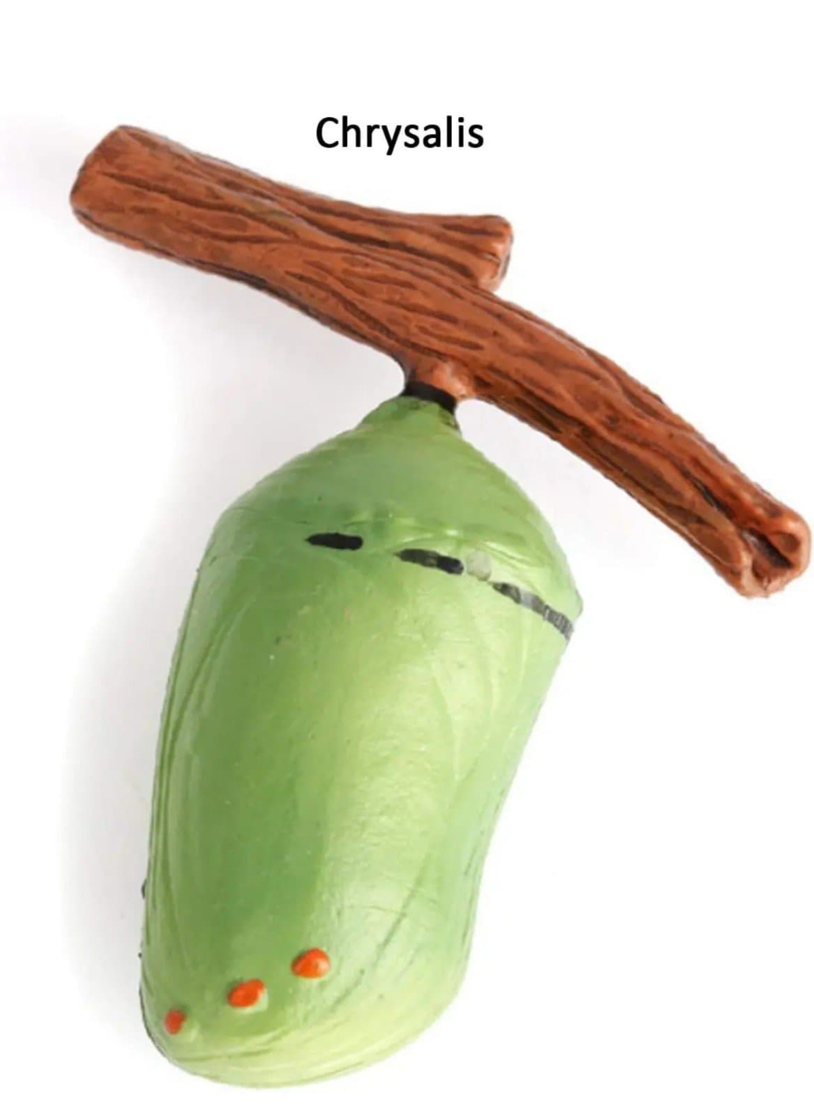 Butterfly Growth Cycle Biological Model - Thumbnail 6