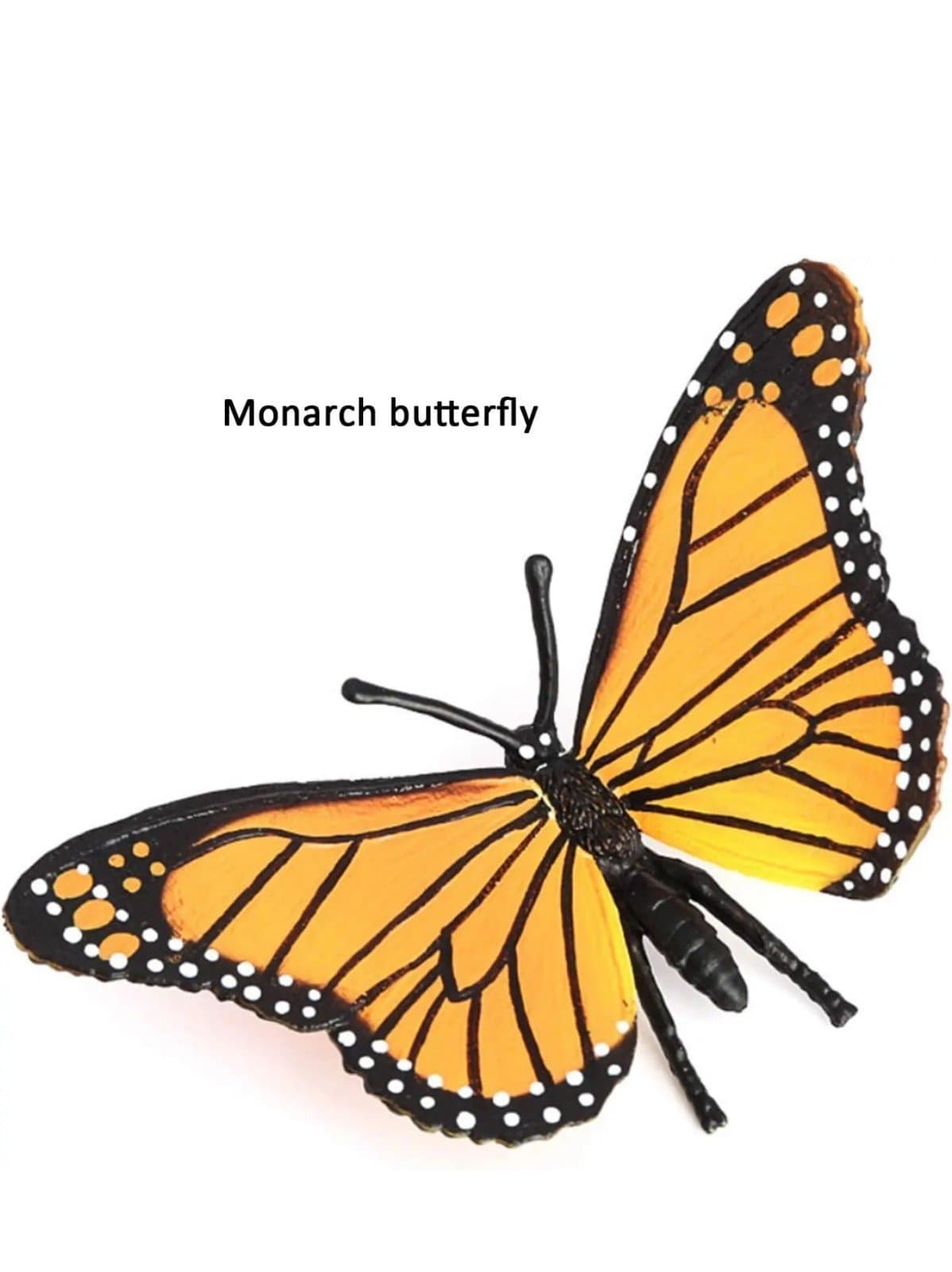Butterfly Growth Cycle Biological Model - Thumbnail 7