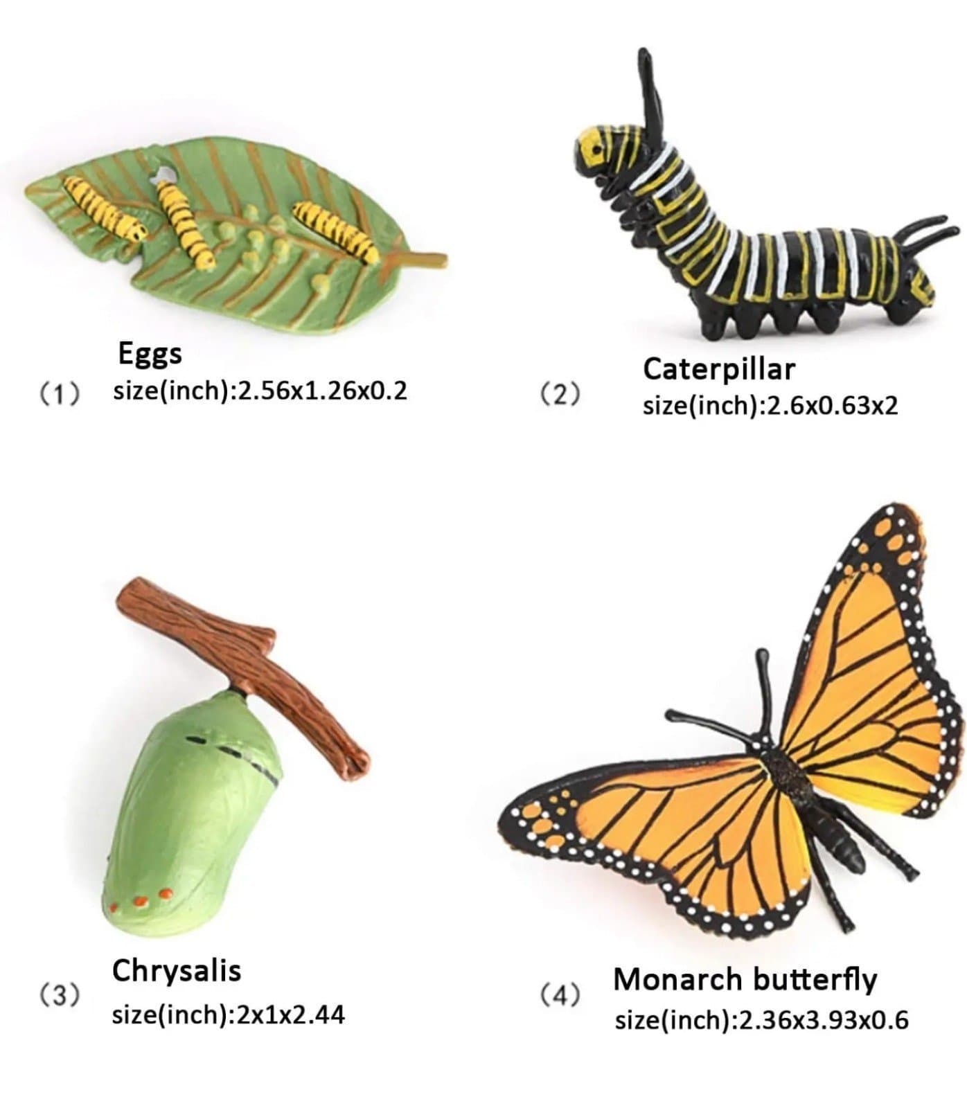 Butterfly Growth Cycle Biological Model - Thumbnail 2