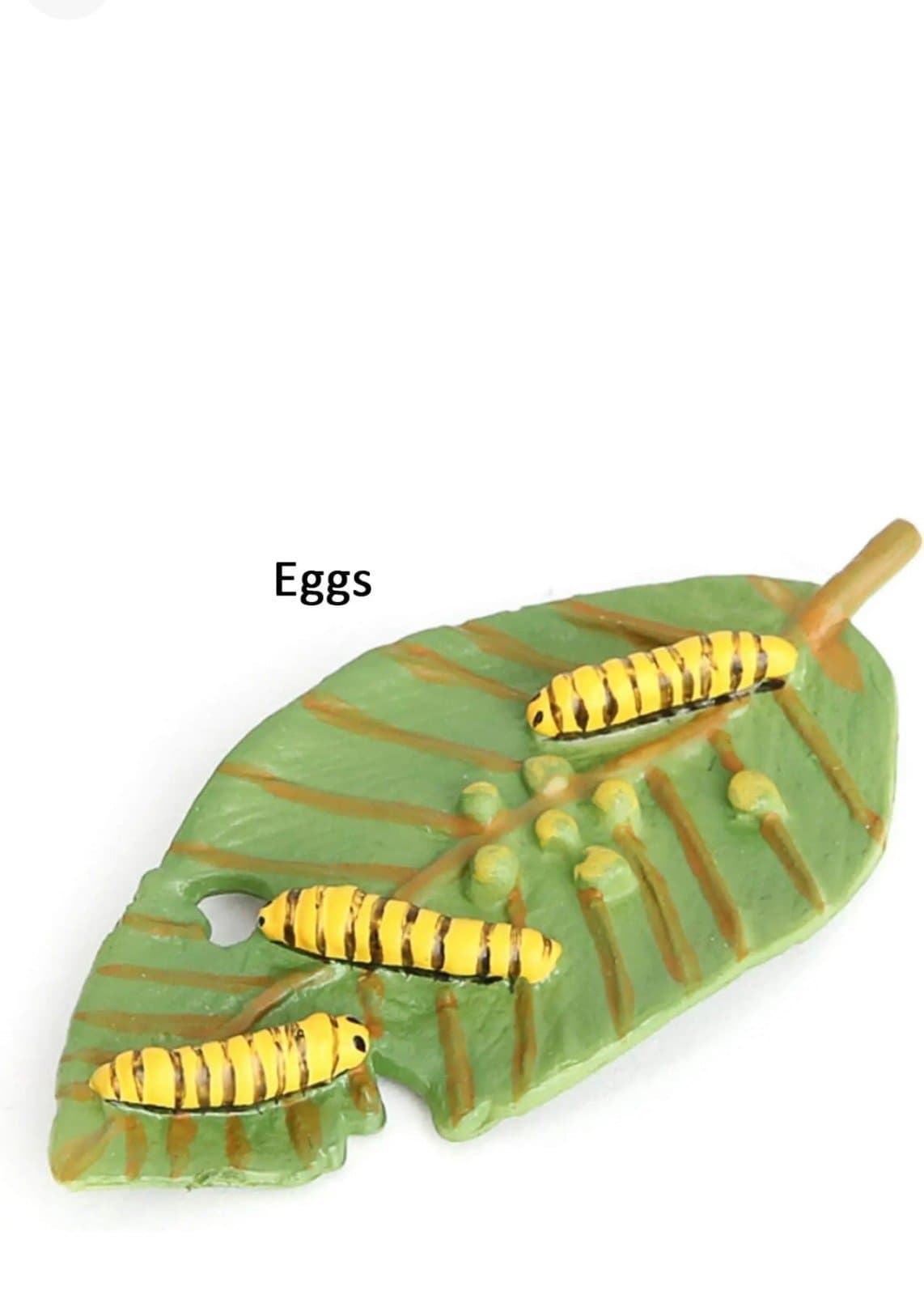 Butterfly Growth Cycle Biological Model - Thumbnail 4