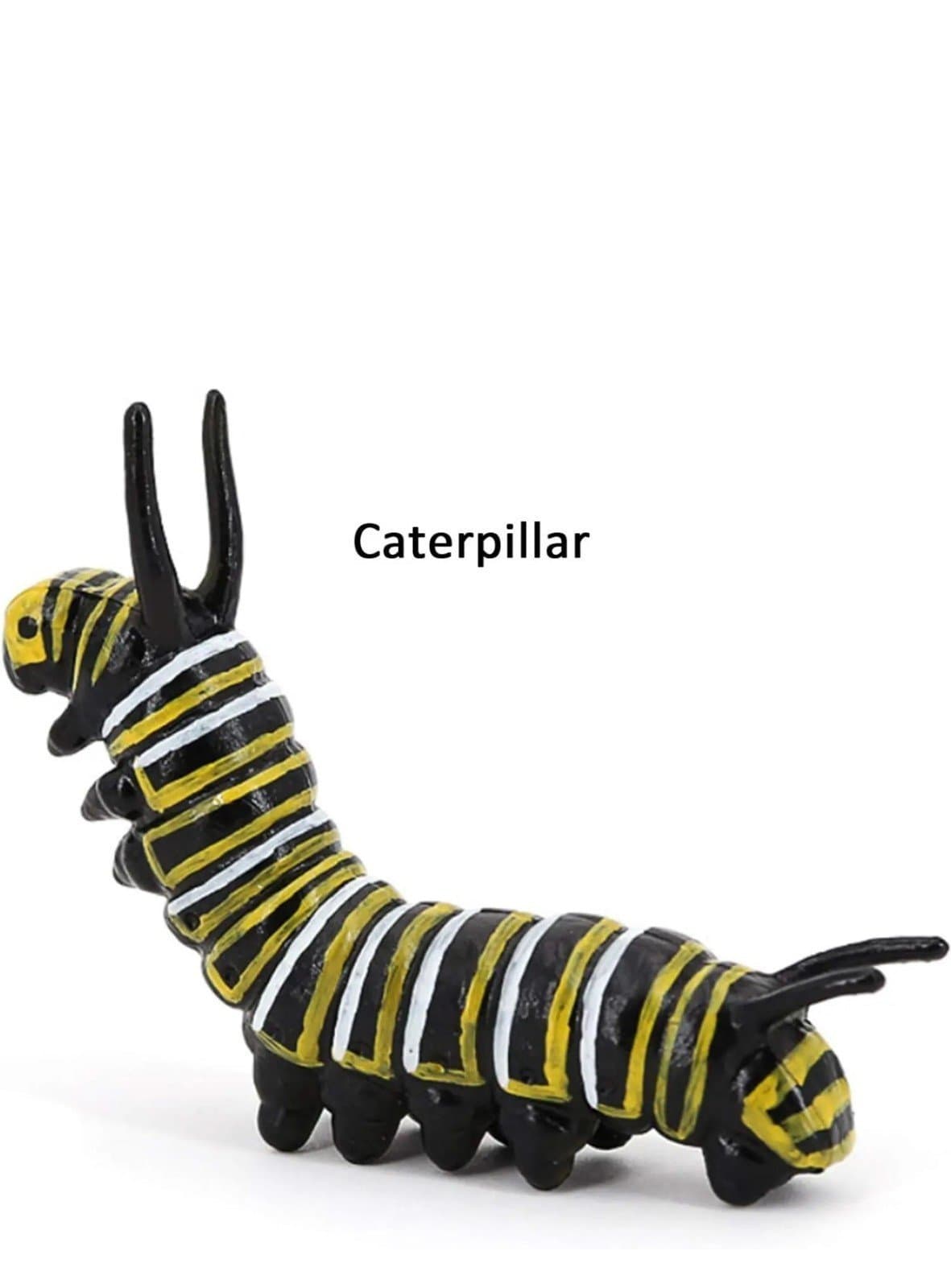 Butterfly Growth Cycle Biological Model - Thumbnail 5