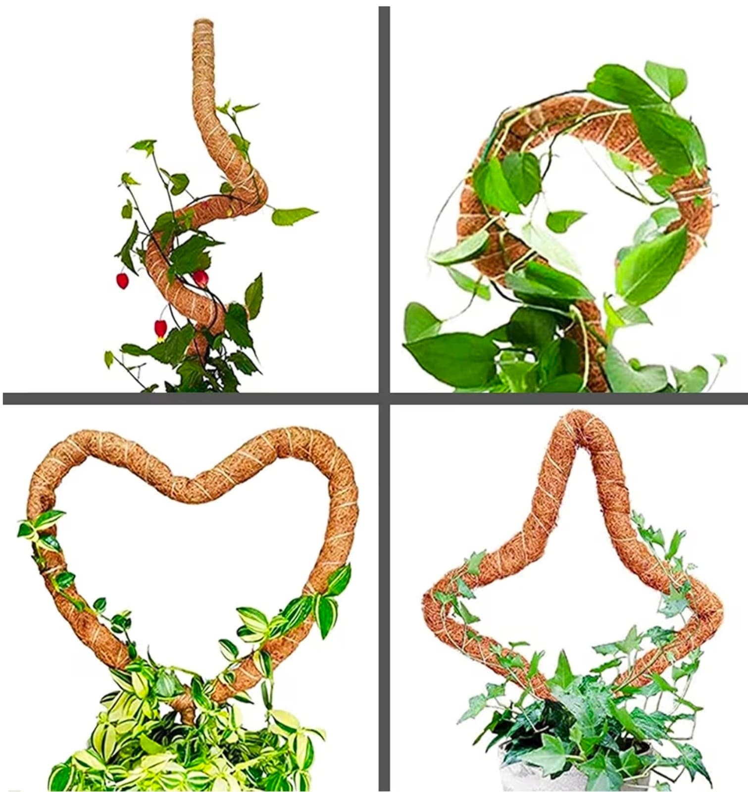 SMoss Poles 2pk 25in each Bendable Moss Pole for Climbing Plants - Thumbnail 7