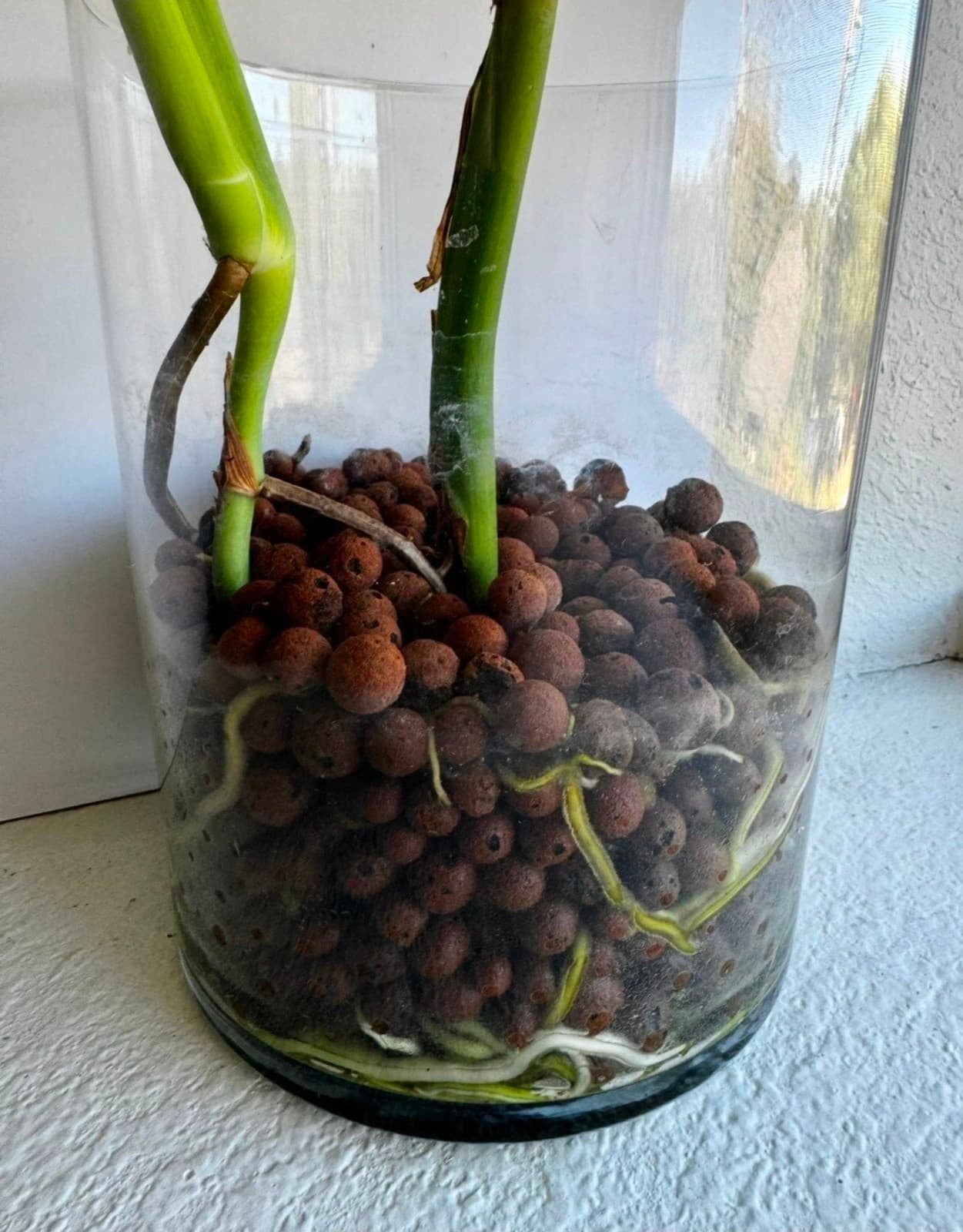 LECA for Plants, 20oz bag - Thumbnail 4