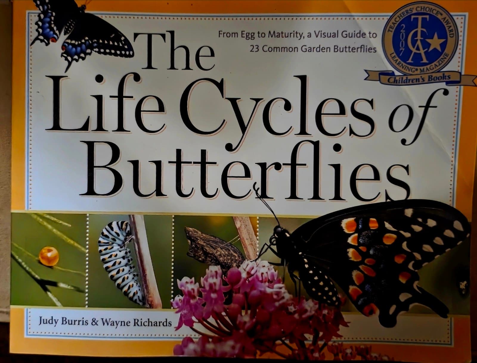 The Life Cycles of Butterflies - Image 1