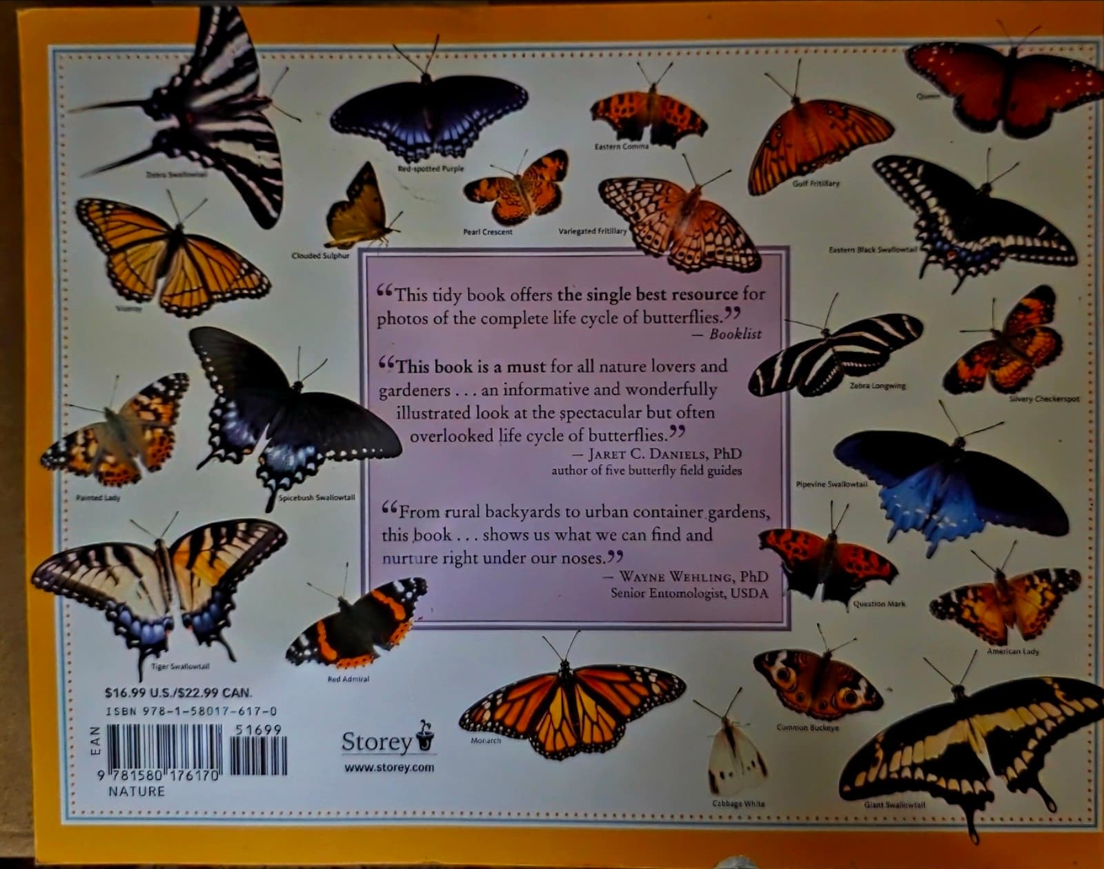 The Life Cycles of Butterflies - Thumbnail 2