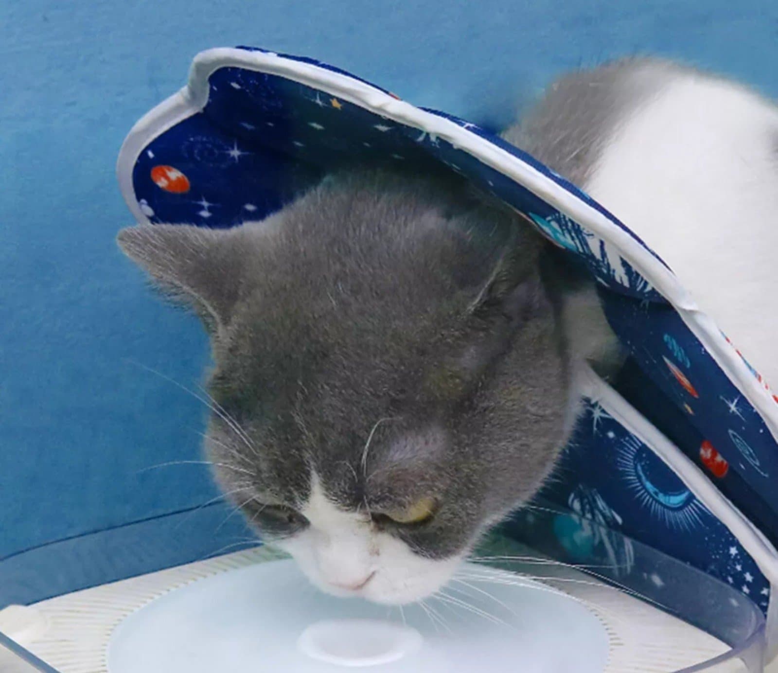 Cat Cone Recovery Collar After Surgery Soft Pet Protective Collar Adjustable S - Thumbnail 3