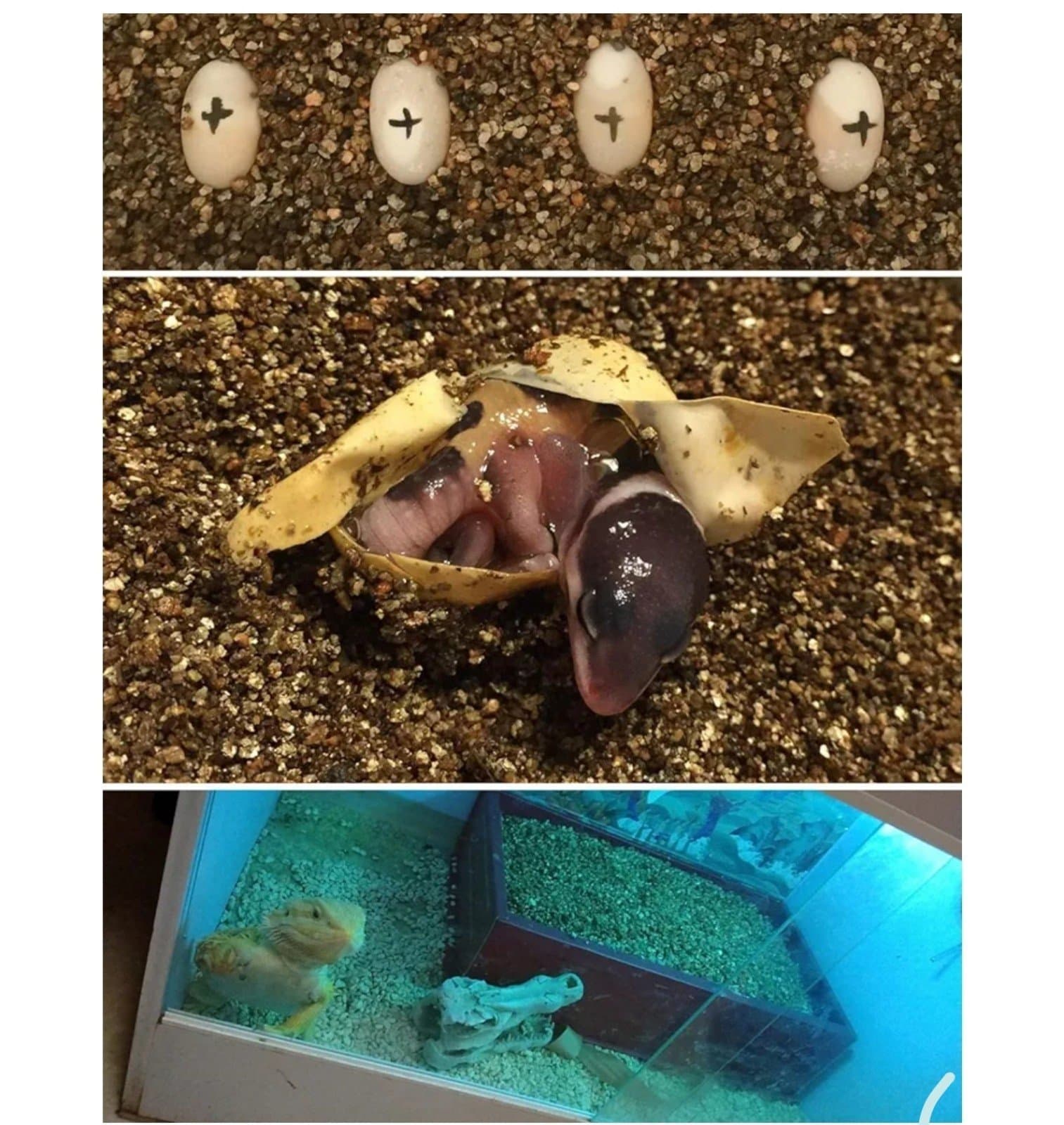 Vermiculite Granules for Plants & Gardening - Thumbnail 3