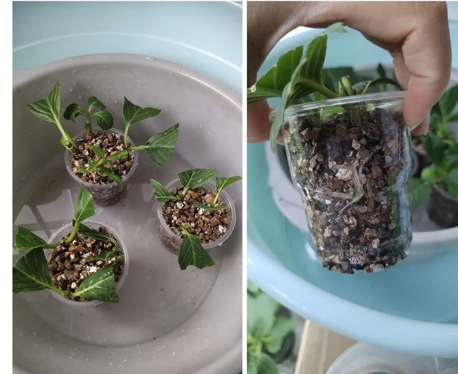 Vermiculite Granules for Plants & Gardening - Thumbnail 6