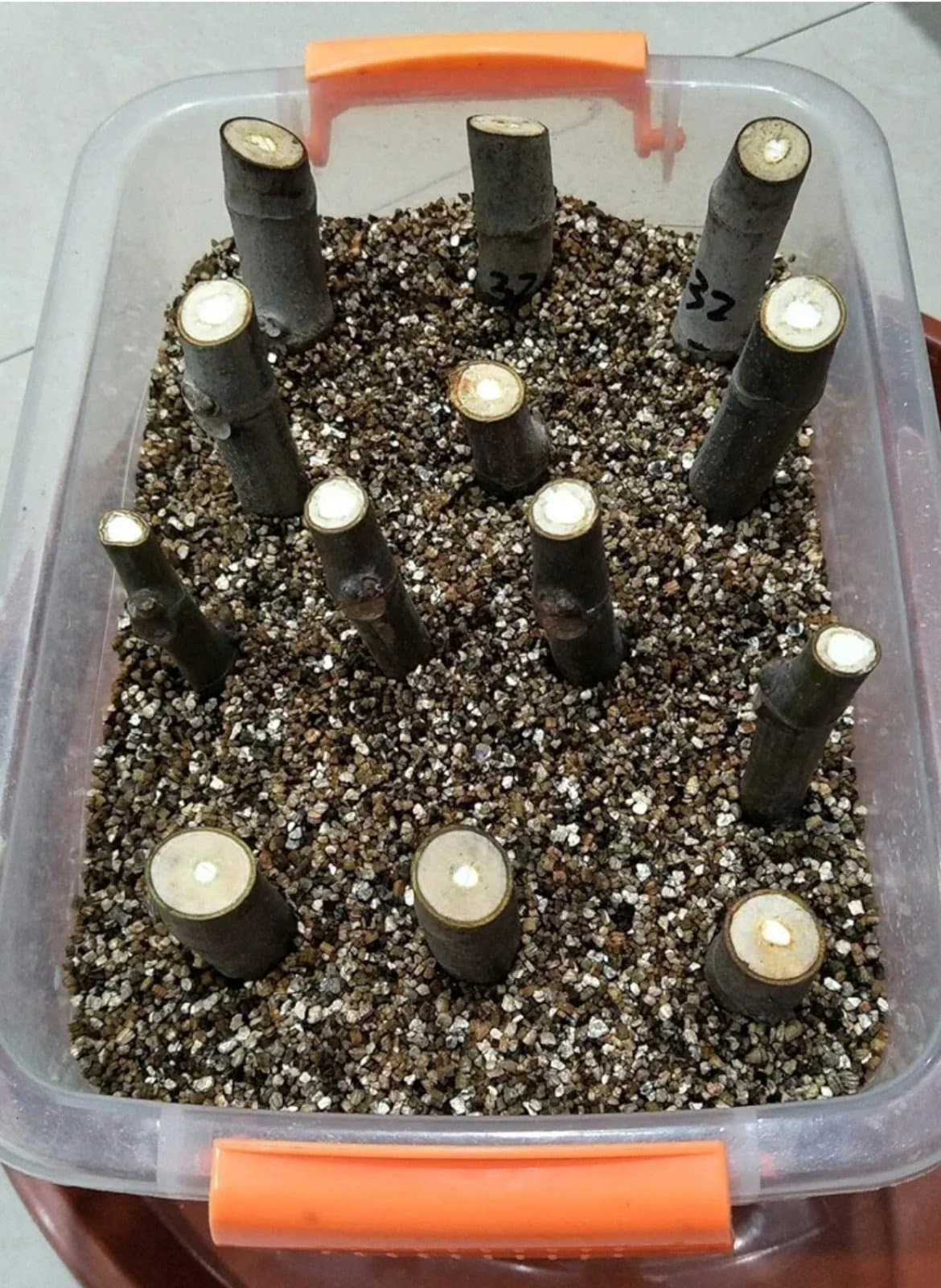 Vermiculite Granules for Plants & Gardening - Thumbnail 7