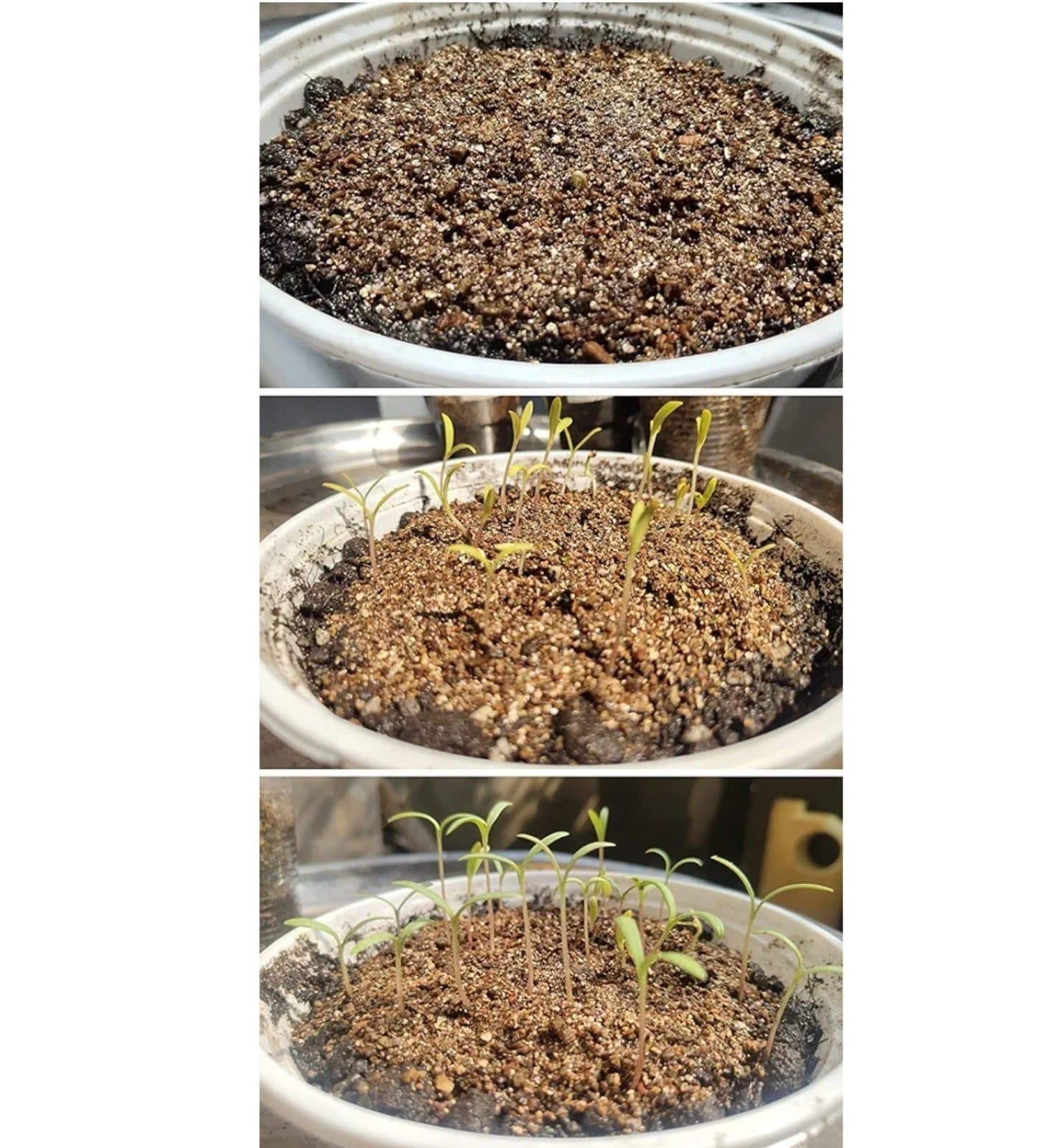 Vermiculite Granules for Plants & Gardening - Thumbnail 4