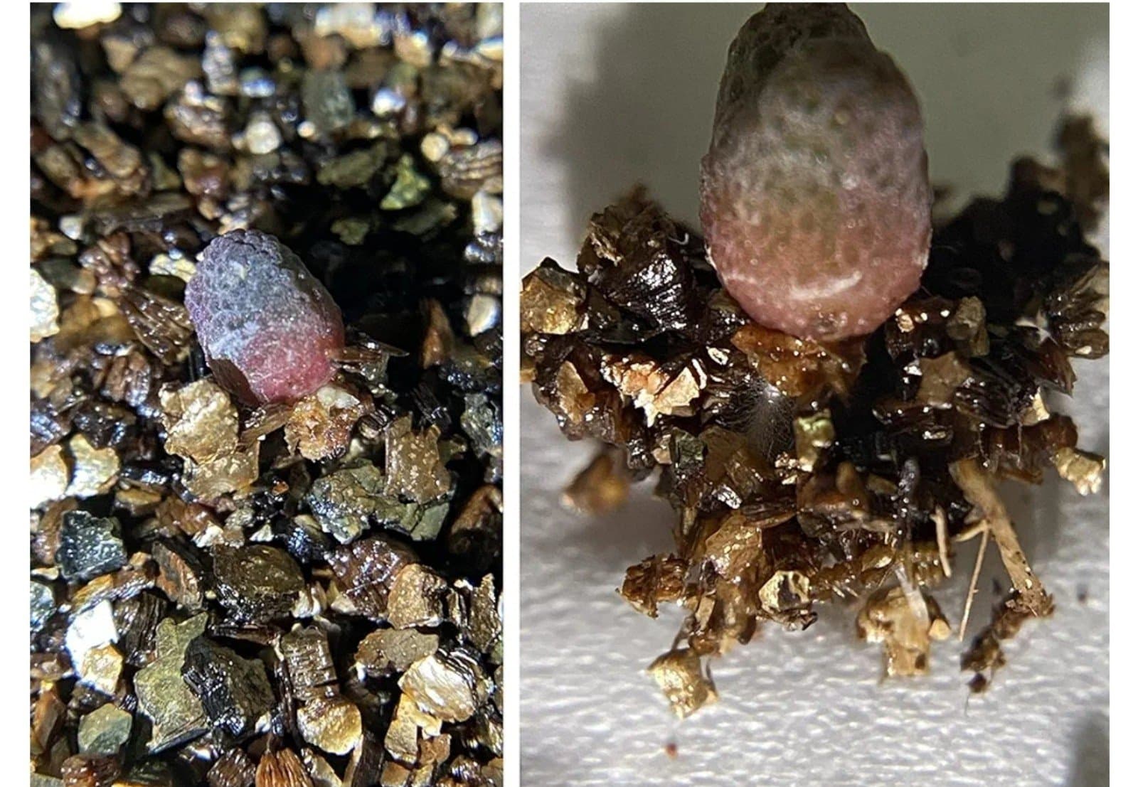 Vermiculite Granules for Plants & Gardening - Thumbnail 5