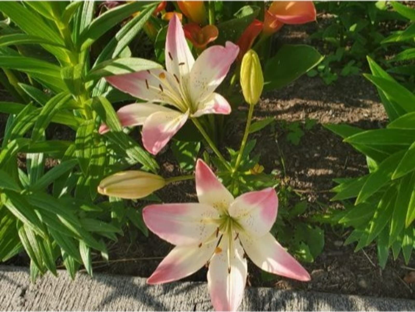 Asianic Lily Bulbs x 5 - Thumbnail 12
