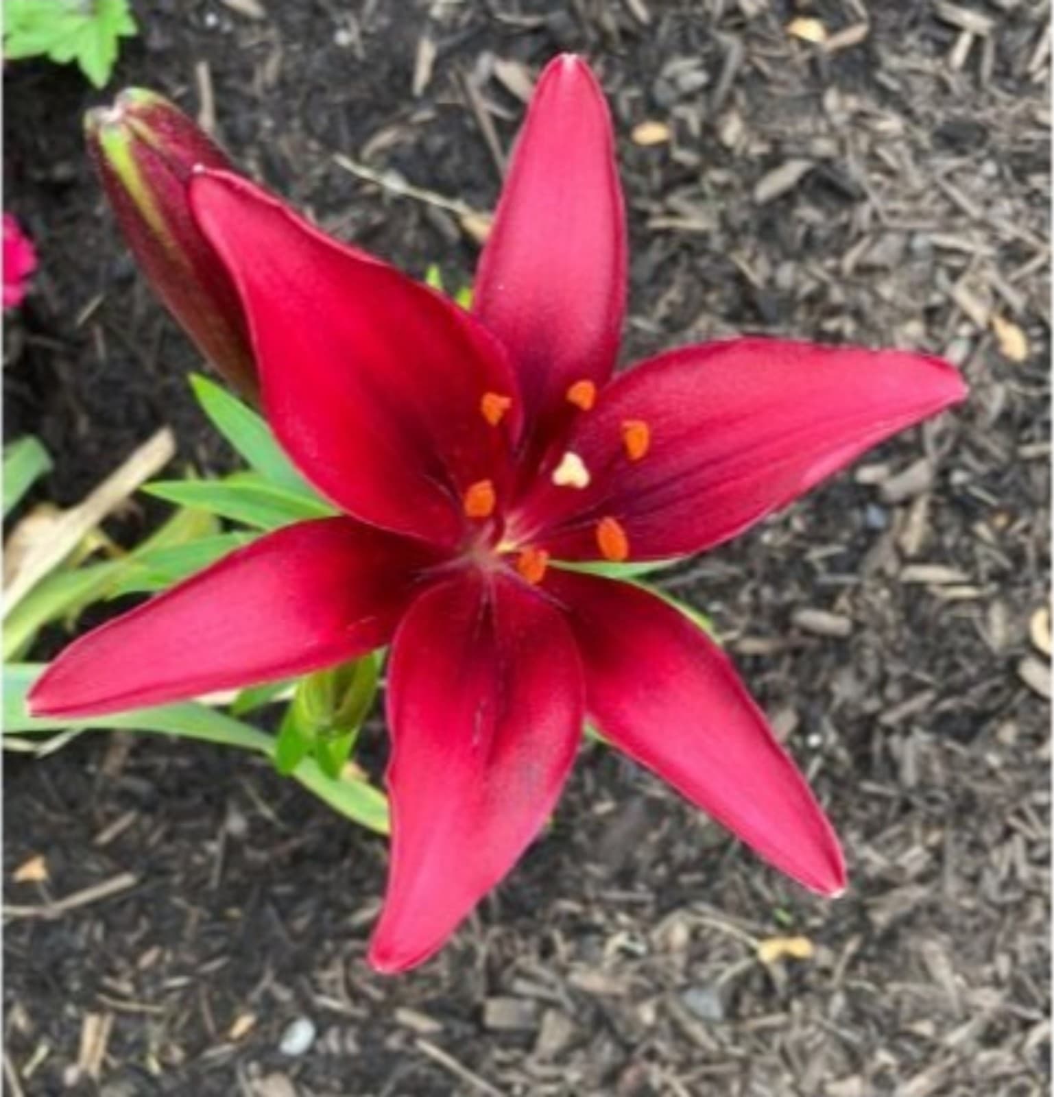 Asianic Lily Bulbs x 5 - Thumbnail 11