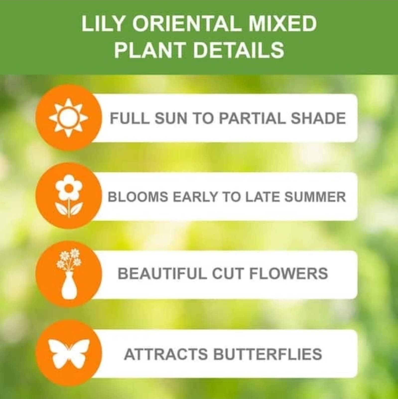 Asianic Lily Bulbs x 5 - Thumbnail 7