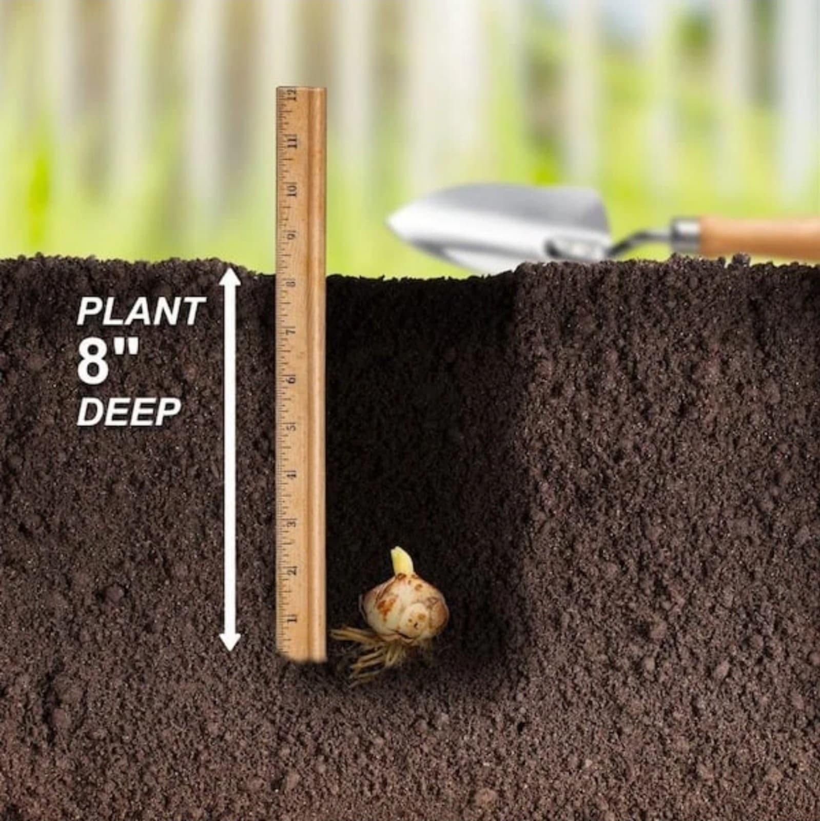 Asianic Lily Bulbs x 5 - Thumbnail 5