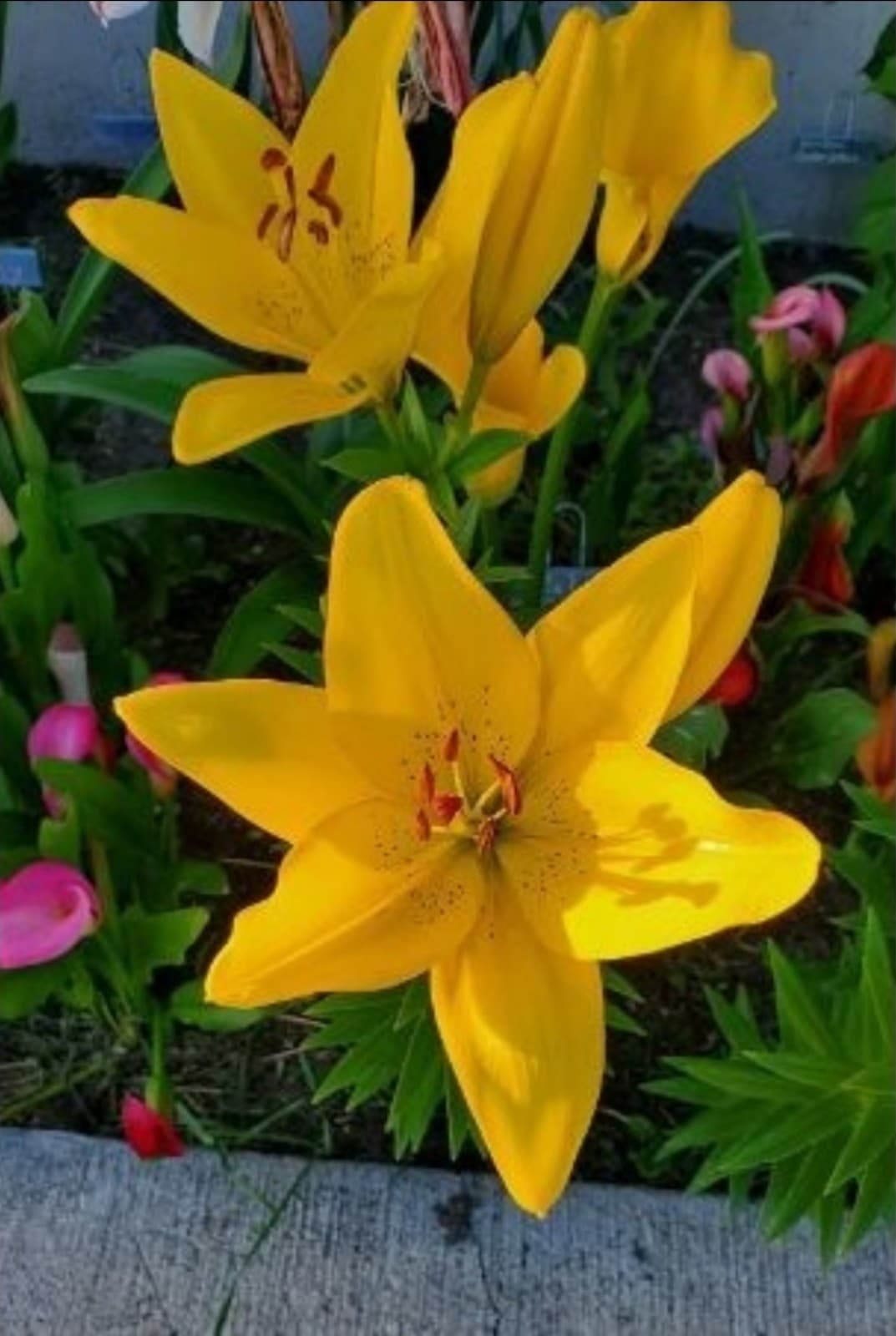 Asianic Lily Bulbs x 5 - Thumbnail 10