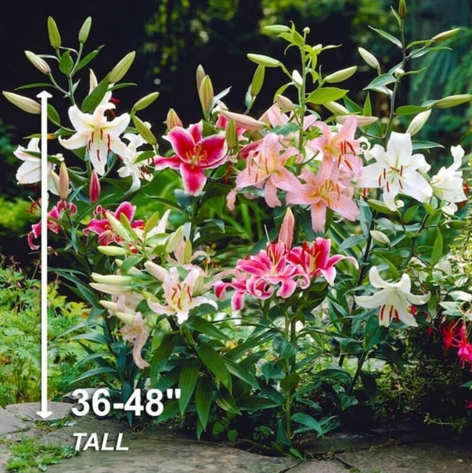 Asianic Lily Bulbs x 5 - Thumbnail 4