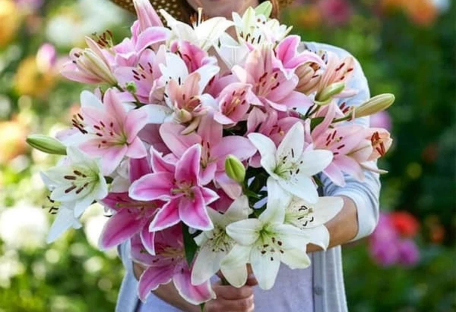 Asianic Lily Bulbs x 5 - Image 1