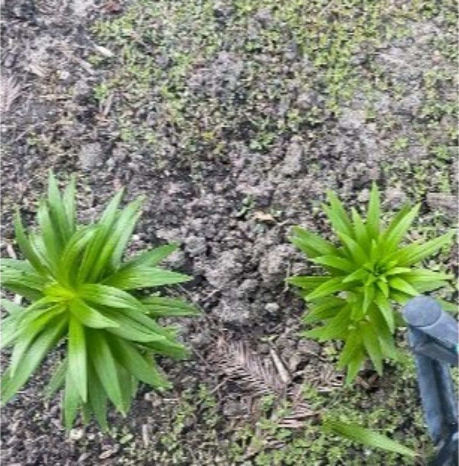 Asianic Lily Bulbs x 5 - Thumbnail 9