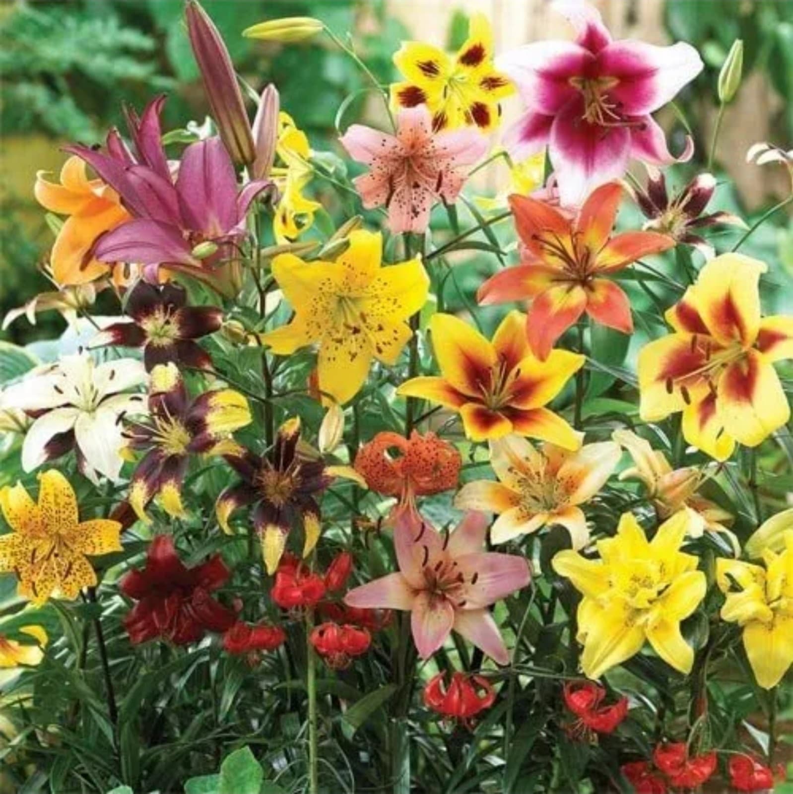 Asianic Lily Bulbs x 5 - Thumbnail 8