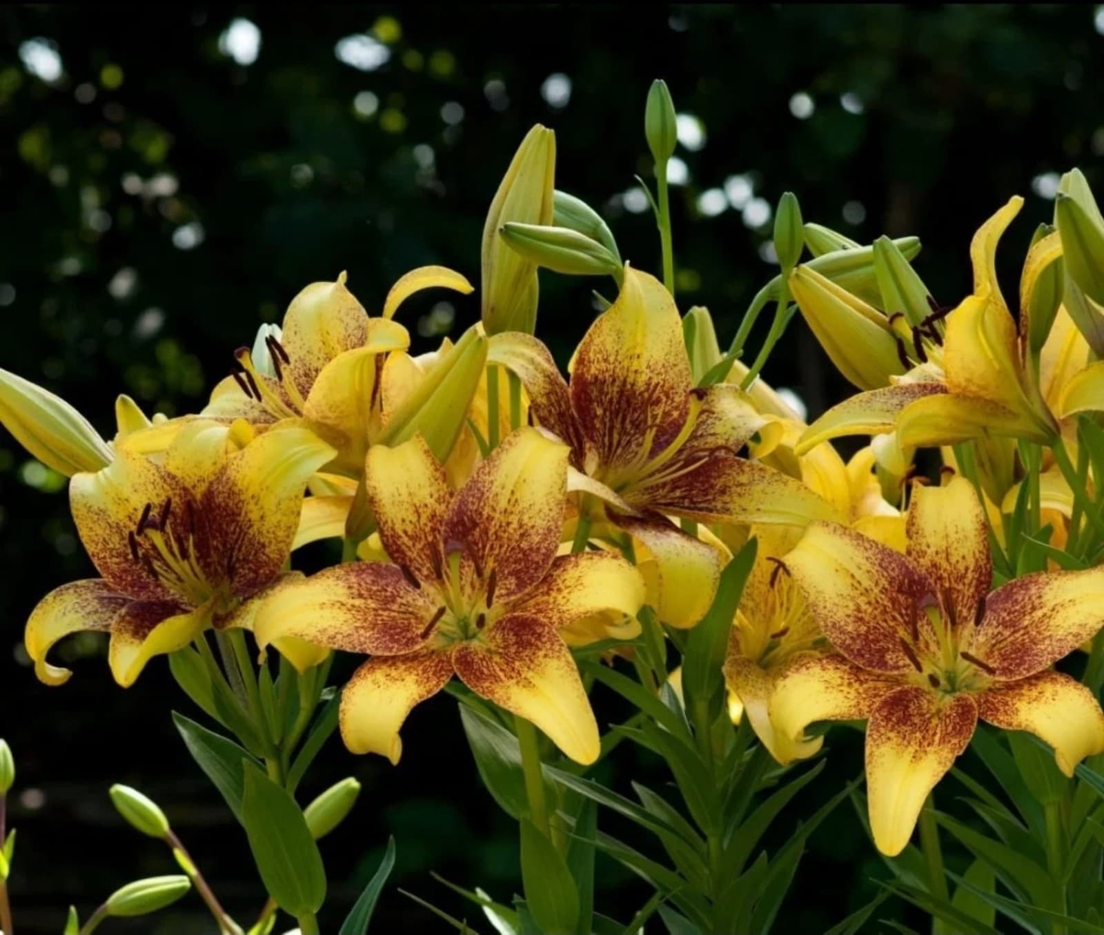 Asianic Lily Bulbs x 5 - Thumbnail 3