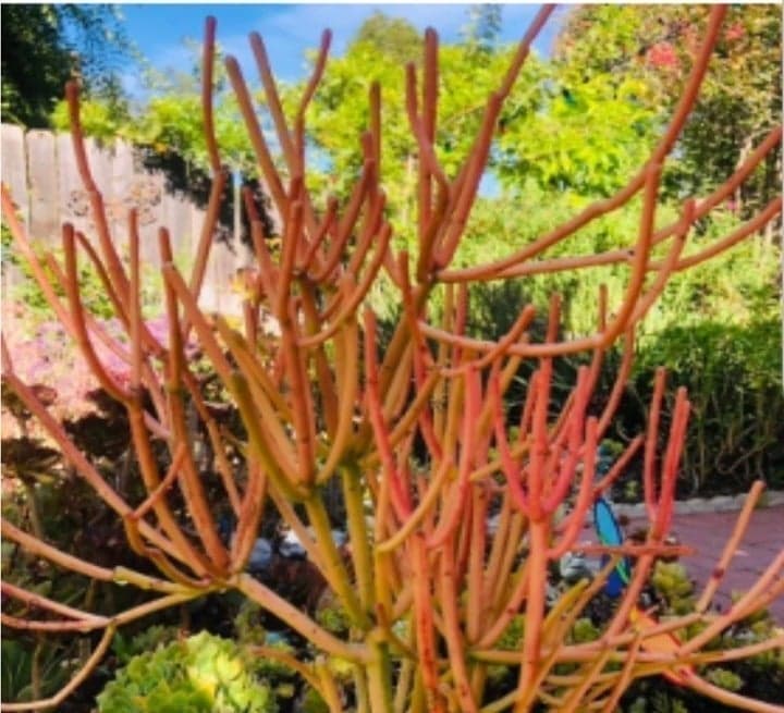 Large Colorful Pencil cactus Euphorbia Tirucalli 25" - Thumbnail 5