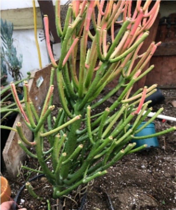 Fire Stick Cactus ~ Euphorbia tirucalli Fire stick 24" - Thumbnail 2