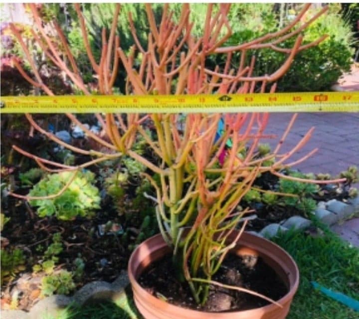 Large Colorful Pencil cactus Euphorbia Tirucalli 25" - Thumbnail 4